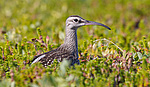 ������� �������� (Numenius phaeopus) ����� ��������