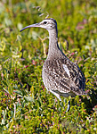 ������� �������� (Numenius phaeopus) ����� ��������