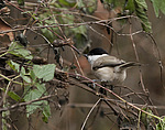 ����� ��������� �������.  ������������ ������ (Parus palusrtis) 