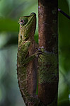 ���������� ����� (Lyriocephalus scutatus) ������������ ���� ����������, ���-�����