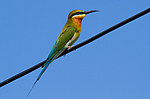 ����������� ����� (Merops philippinus) ���-�����