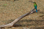 ����������� ����� (Merops philippinus) ���-�����
