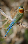 ����������� ����� (Merops philippinus) ���-�����