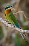 ����������� ����� (Merops philippinus) ���-�����