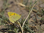 ������� sp (Lepidoptera) . �����. �����������.