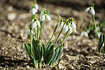 ���������� (Galanthus sp.)