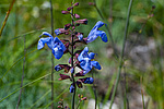 ������ ��������� (Salvia ringens)