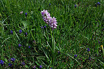�������� ��������� (Orchis simia)