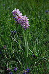 �������� ��������� (Orchis simia)