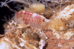 Crustacea, Aristias timidus, ��������-��������