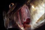 Crustacea, Lernacocera branchialis, ����� �����, �������������� �� ������ ������