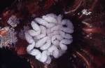 Mollusca, Dendronotus dalli, ������ ������������� ��������