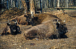 ���� (Bison bonasus) ��������-��������� ��������������� ��������� ���������� ����������