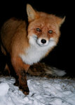 ������������ ������ (Vulpes vulpes) ������ �������. ��������� ����