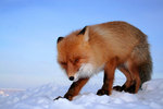 ������������ ������ (Vulpes vulpes) ������ �������. ��������� ����