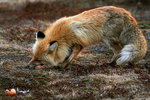 ������������ ������ (Vulpes vulpes) ������ �������. ��������� ����