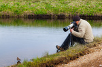 �������� � ����. ���������� (Calidris alpina). ������������ �������