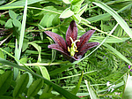 ������ ���������� (Fritillaria camschatcensis) ����� � �������� �� ��������