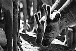 �������� ����� (Rangifer tarandus) �������� ����������, ������� �����, ����, ������