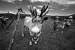 �������� ����� (Rangifer tarandus), ���� � �����. �������� ����������, ������� �����, ����, ������
