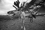 �������� ����� (Rangifer tarandus) �������� ����������, ������� �����, ����, ������