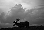 �������� ����� (Rangifer tarandus) �������� ����������, ������� �����, ����, ������
