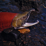 ����� (Oncorhynchus nerka) ������������ �������, �������� ���������� 1971 �