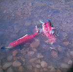 ����� (Oncorhynchus nerka) ������������ �������, �������� ���������� 1971 �