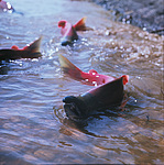 ����� (Oncorhynchus nerka) ������������ �������, �������� ���������� 1971 �