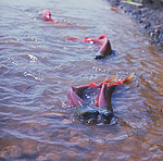 ����� (Oncorhynchus nerka) ������������ �������, �������� ���������� 1971 �