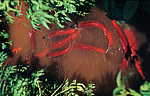 ����� (Oncorhynchus nerka) ������������ �������, �������� ���������� 1971 �