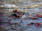 ����� (Oncorhynchus nerka) ������������ �������, �������� ���������� 1971 �