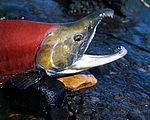 ����� (Oncorhynchus nerka) ������������ �������, �������� ���������� 1971 �