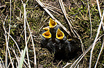 ������ ������� (Phylloscopus trochiloides)