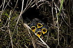 ������ ������� (Phylloscopus trochiloides)