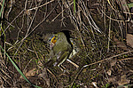 ������ ������� (Phylloscopus trochiloides)