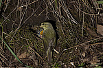 ������ ������� (Phylloscopus trochiloides)