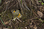 ������ ������� (Phylloscopus trochiloides)