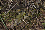 ������ ������� (Phylloscopus trochiloides)