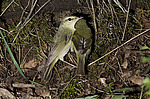 ������ ������� (Phylloscopus trochiloides)