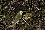 ������ ������� (Phylloscopus trochiloides)