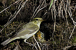 ������ ������� (Phylloscopus trochiloides)