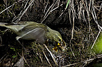 ������ ������� (Phylloscopus trochiloides)