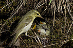 ������ ������� (Phylloscopus trochiloides)