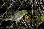 ������ ������� (Phylloscopus trochiloides)