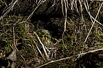 ������ ������� (Phylloscopus trochiloides)