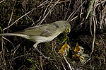 ������ ������� (Phylloscopus trochiloides)