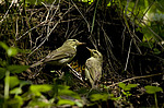 ������ ������� (Phylloscopus trochiloides)