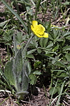 ����� ������������ (Ranunculus paucidentatus) ����-������������� ����������, ���������