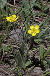 ����� ������������ (Ranunculus paucidentatus) ����-������������� ����������, ���������
